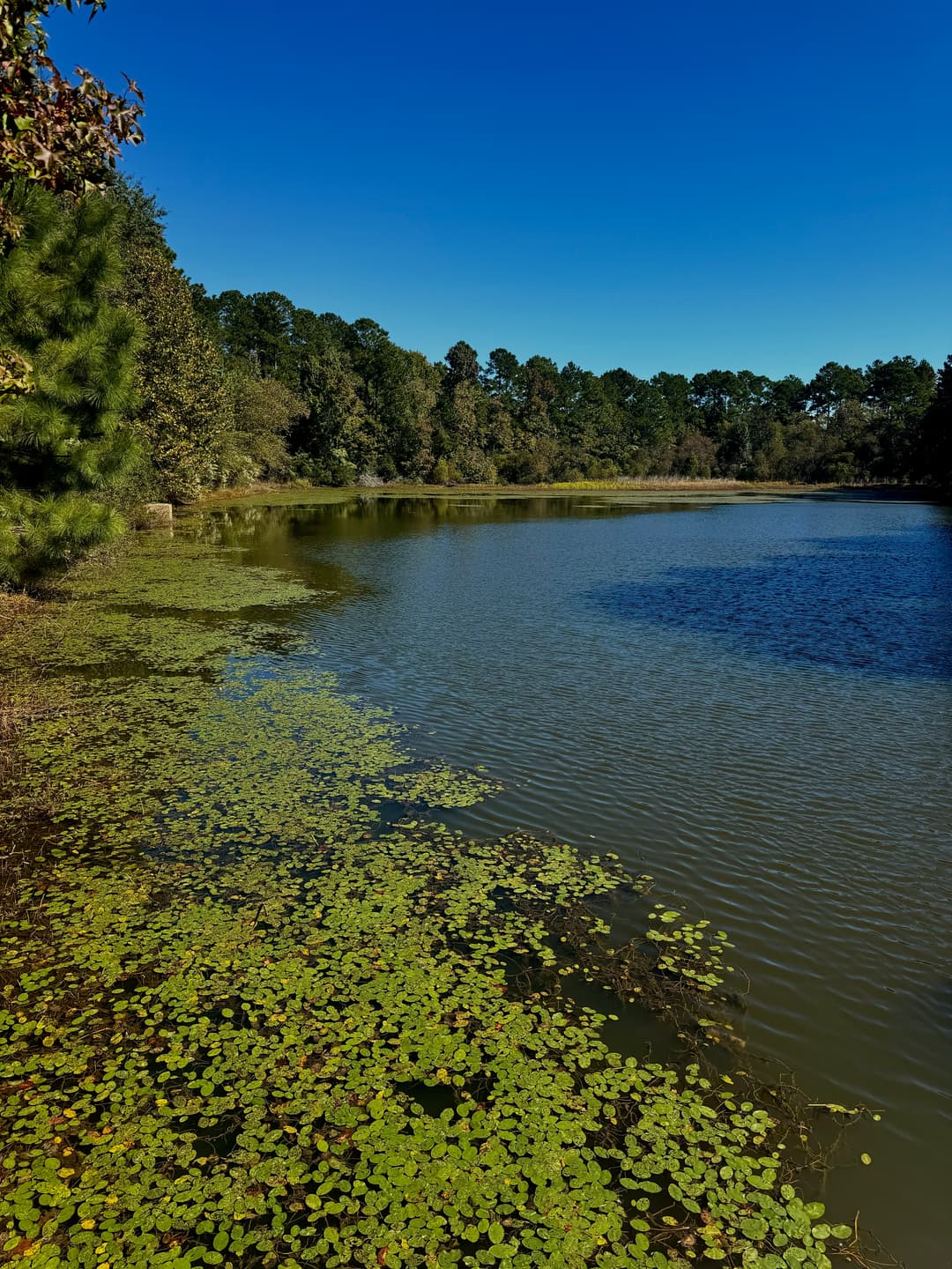 Beautiful Lake on Myrtle Beach