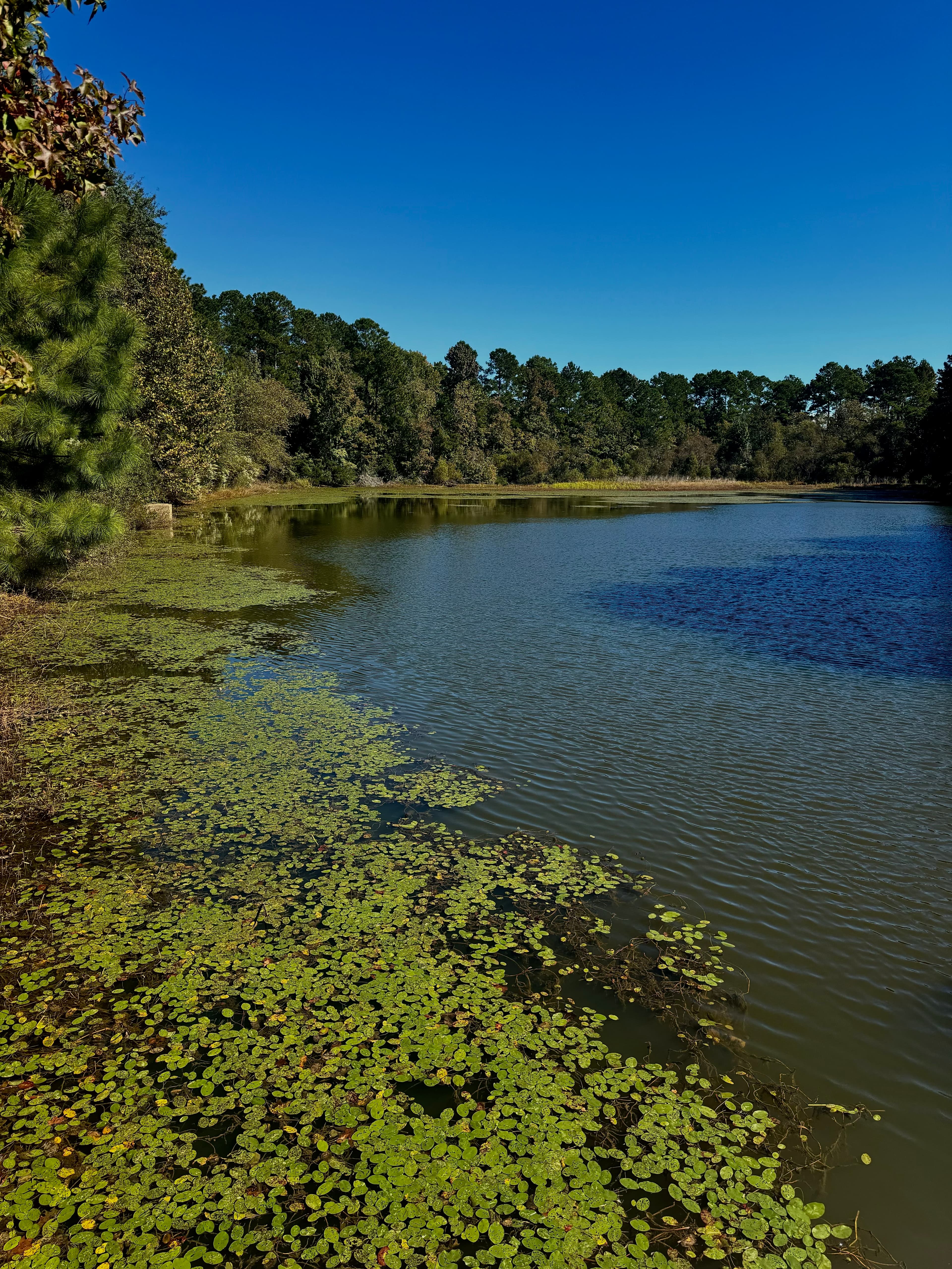 Myrtle Lake
